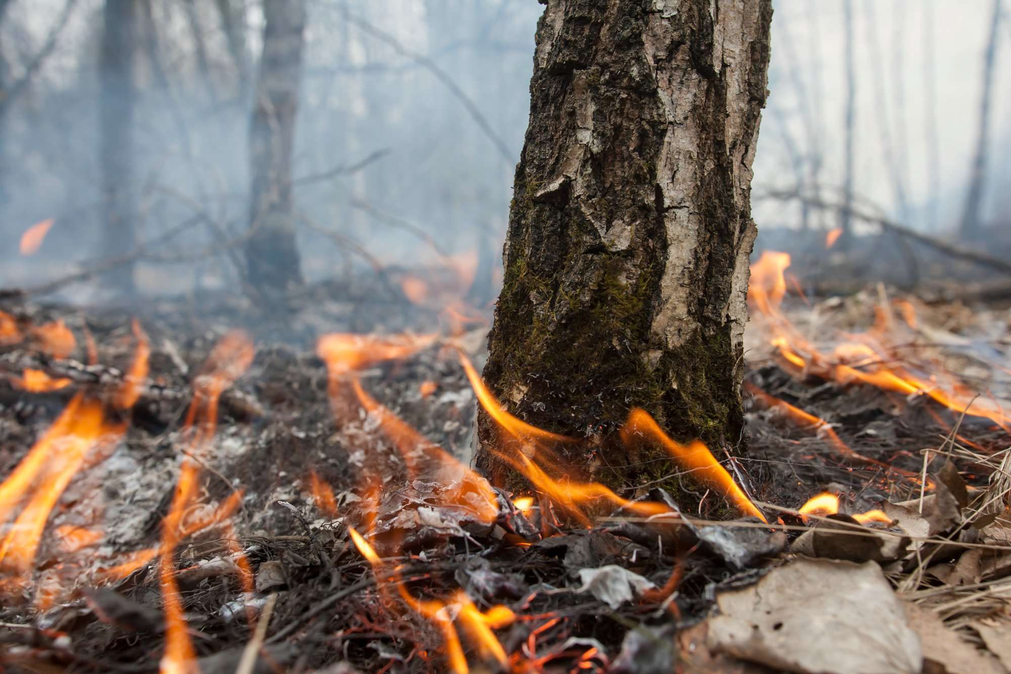 Лесной пал. Лес в огне. Пожар осенью. Пожар в осеннем лесу. Лесной пожар от костра.