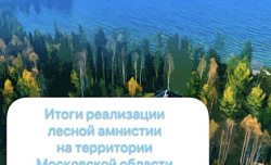 Лесная амнистия